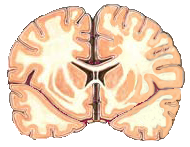 False Memory Experiment